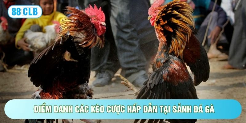 Đá Gà 88CLB - 500+ Trận Đấu, Tỷ Lệ Kèo Cược Cực Hấp Dẫn Đá Gà 88CLB - 500+ Trận Đấu, Tỷ Lệ Kèo Cược Cực Hấp Dẫn