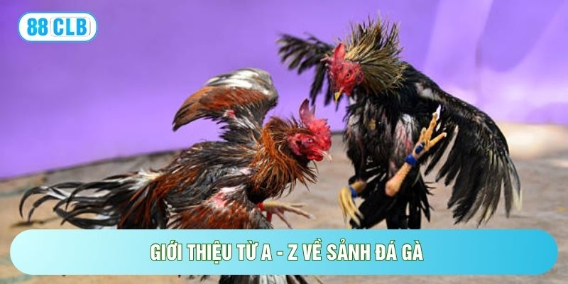 Đá Gà 88CLB - 500+ Trận Đấu, Tỷ Lệ Kèo Cược Cực Hấp Dẫn Đá Gà 88CLB - 500+ Trận Đấu, Tỷ Lệ Kèo Cược Cực Hấp Dẫn