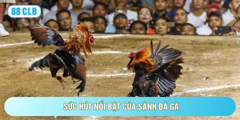 Đá Gà 88CLB - 500+ Trận Đấu, Tỷ Lệ Kèo Cược Cực Hấp Dẫn Đá Gà 88CLB - 500+ Trận Đấu, Tỷ Lệ Kèo Cược Cực Hấp Dẫn